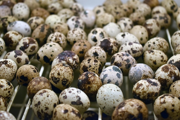Captura aproximada de uma pilha de ovos de codorna frescos
