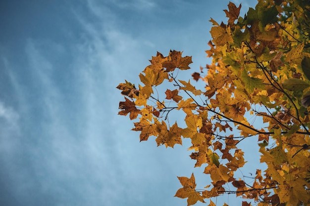 Captura de baixo ângulo fechado de folhas amarelas de outono em uma árvore sob um céu azul