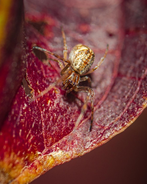 Captura de tela da aranha Araneus alsine na superfície da folha vermelha na floresta