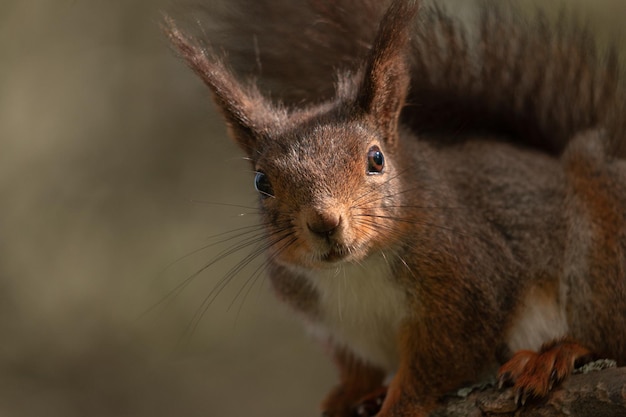 Captura de um esquilo fofo em uma floresta