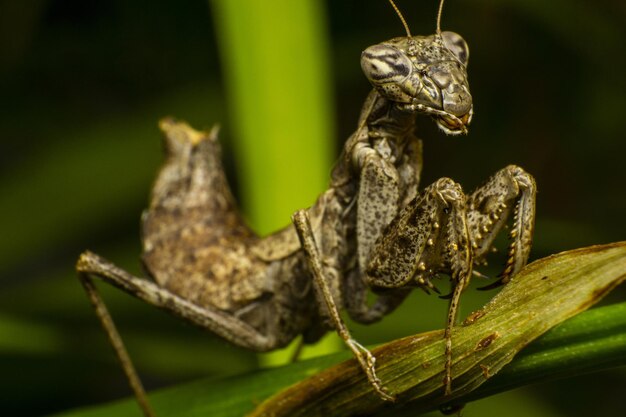 Captura de um gafanhoto assustador numa folha verde