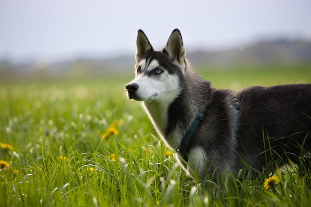 Captura de um husky fofo em um campo verde
