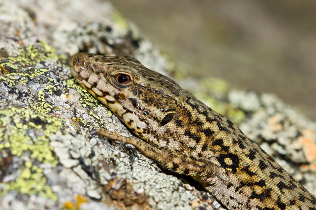 Captura de um lagarto de parede comum