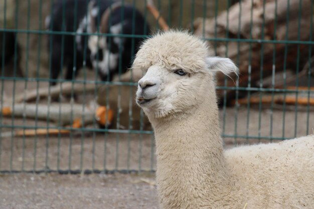 Captura de um lindo lama branco no zoológico