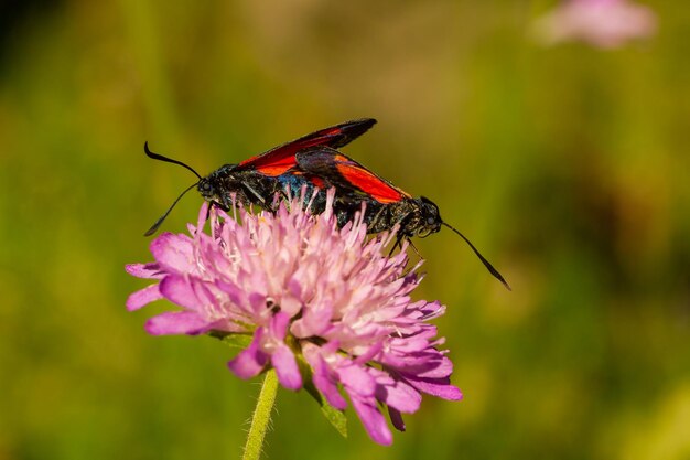 Captura de uma borboleta com manchas vermelhas nas asas da flor lilás com fundo verde