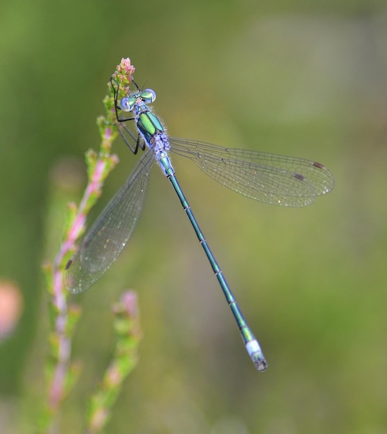 Captura macro de uma libélula verde em uma flor