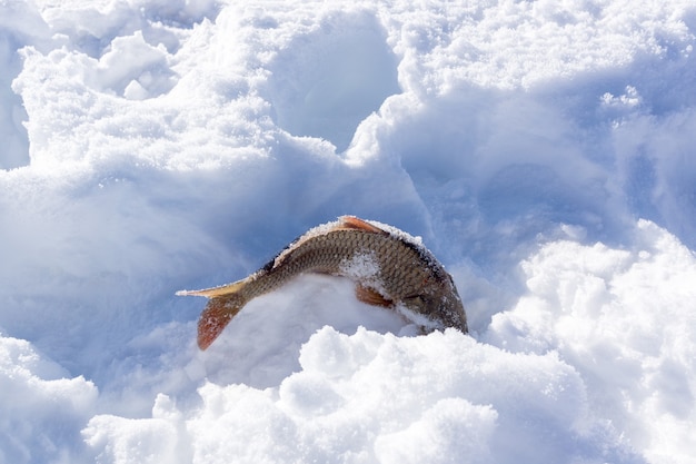 Captura peixes no lago cildir (cildir golu) kars turquia