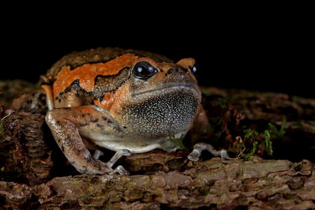 Cara de closeup de rã-touro Kaloula pulchra em madeira com fundo preto