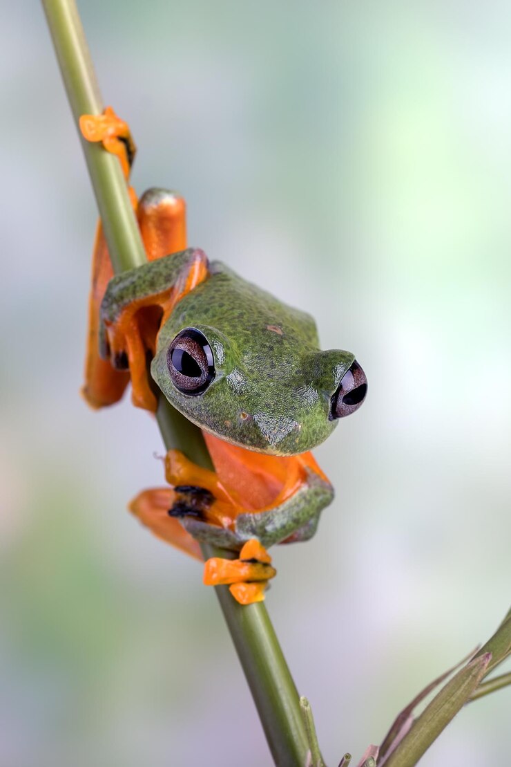 Foto grátis cara de sapo voador em close-up em um galho