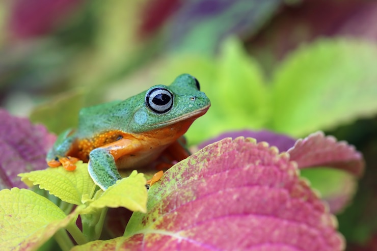 Foto grátis cara de sapo voador em close-up em um galho