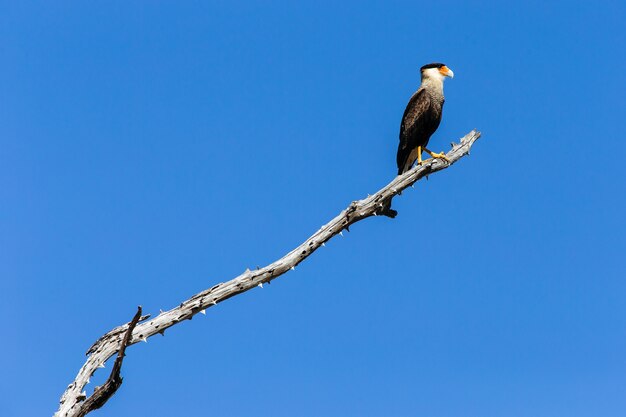 Caracara de crista do sul em um galho sob a luz do sol e um céu azul