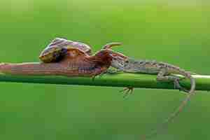 Foto grátis caracol e lagarto no galho