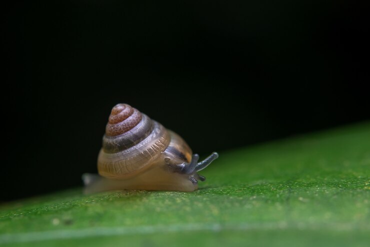 Foto grátis caracol