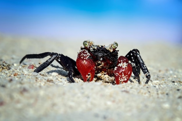 Foto grátis caranguejo eremita andando na areia branca caranguejo eremita closeup na areia