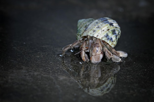 caranguejo eremita andando na areia branca Caranguejo eremita closeup na areia