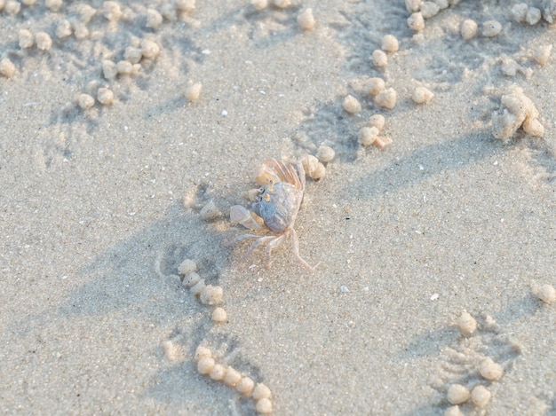 Caranguejo fantasma