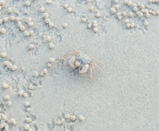 Caranguejo fantasma