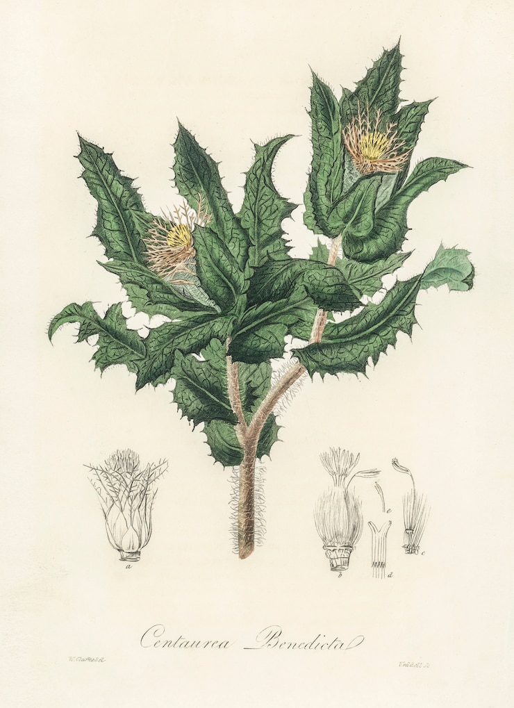 Foto grátis cardo sagrado (centaurea benedicta) ilustração de botânica médica (1836)