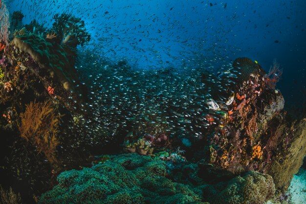 Cardume de peixes tropicais em seu ecossistema