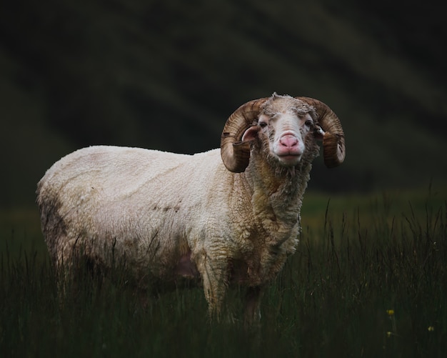 Foto grátis carneiro adulto em um campo