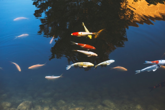 Carpa, peixe, natação, em, piscina