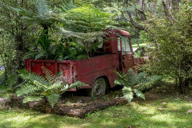 Carro vermelho enferrujado abandonado em um fundo de floresta cercado por árvores