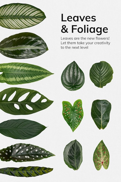 Foto grátis cartaz de folhas e folhagens