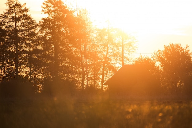 Casa com árvores altas e sol bonito