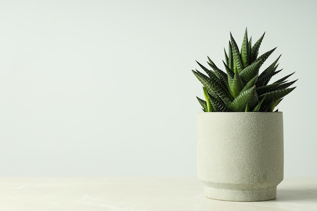 Foto grátis casa de cultivo de passatempo aconchegante ou cacto de plantas de interior