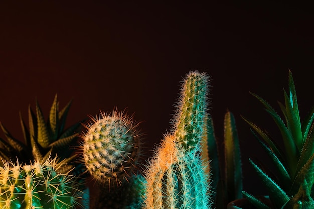 Casa de cultivo de passatempo aconchegante ou cacto de plantas de interior