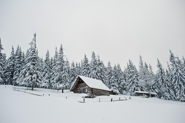 Casa de madeira em pinheiros cobertos de neve na montanha Chomiak Lindas paisagens de inverno das montanhas dos Cárpatos Ucrânia Frost natureza