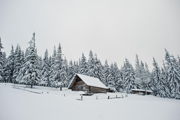 Foto grátis casa de madeira em pinheiros cobertos de neve na montanha chomiak lindas paisagens de inverno das montanhas dos cárpatos ucrânia frost natureza