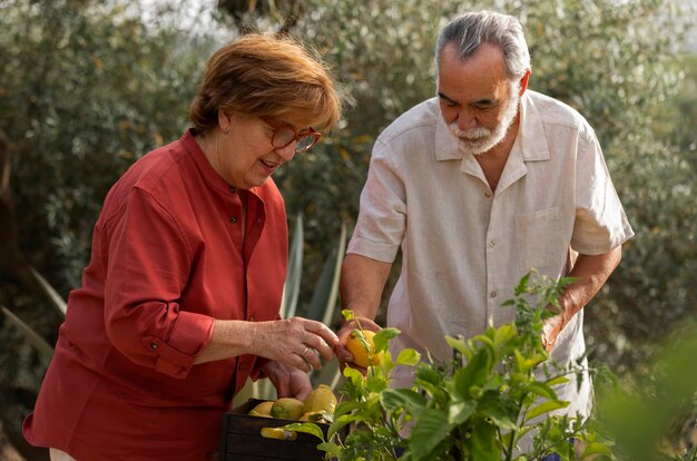 Casal de idosos colhendo legumes de sua horta rural