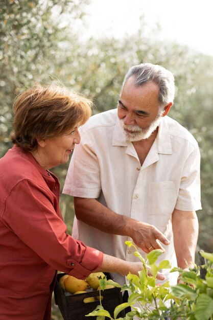 Casal de idosos colhendo legumes de sua horta rural