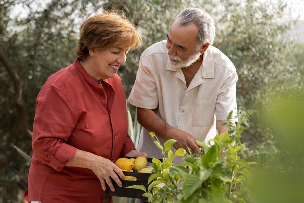 Casal de idosos colhendo legumes de sua horta rural