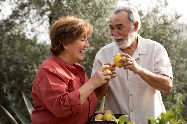 Casal de idosos colhendo legumes de sua horta rural