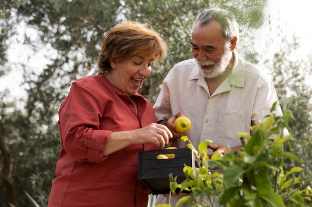 Casal de idosos colhendo legumes de sua horta rural