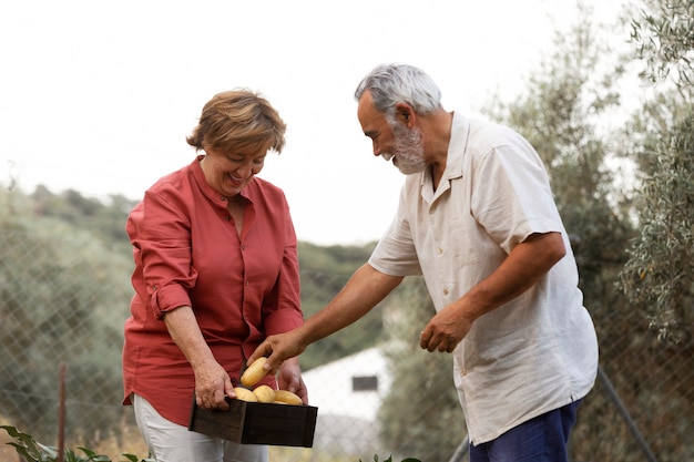 Casal de idosos colhendo legumes de sua horta rural