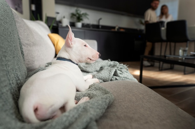 Casal em casa passando um tempo juntos