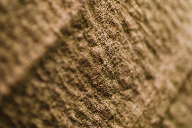 Casca de árvore de close-up