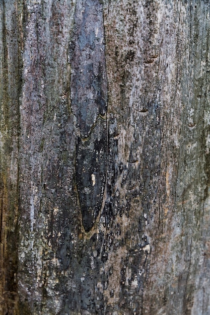 Casca de madeira com aparência áspera