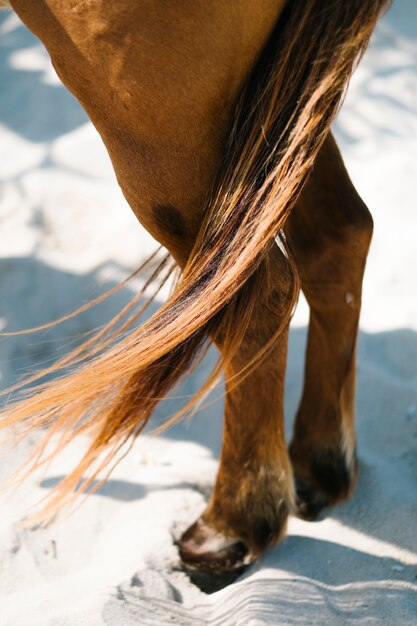 cauda de cavalo close-up