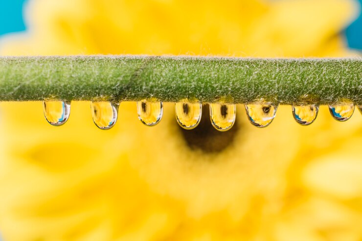 Foto grátis caule com gotas na frente da flor