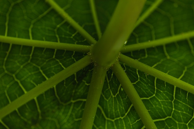 Caule e folha de close-up