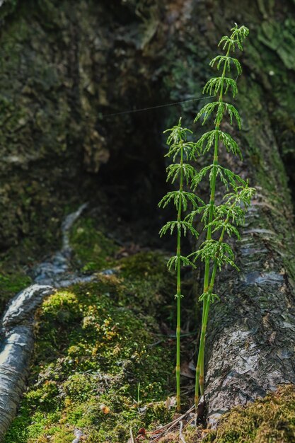 Cavalinha verde na floresta da primavera foco suave seletivo no rebento jovem da planta Cuidados com a vegetação rasteira da floresta do norte para a natureza e ecologia ambiental Ideia de fundo ou banner