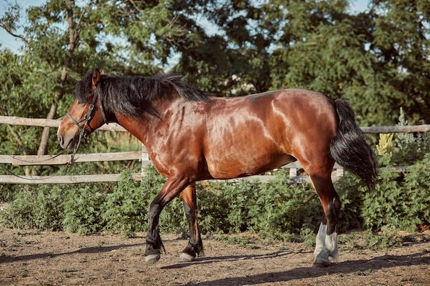 Cavalo bonito no paddock. Fazenda. Rancho. Cavalo lindo e inteligente animal de estimação