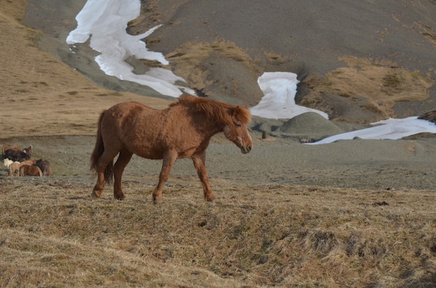 Cavalo castanho islandês em uma fazenda na islândia, vagando para longe do rebanho.