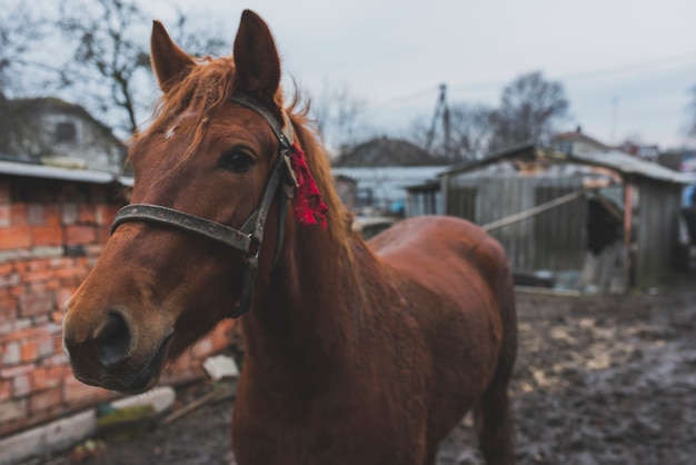 Cavalo castanho no quintal sujo