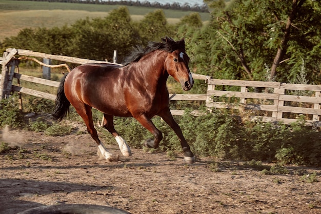 Cavalo correndo no piquete na areia no verão. Animais no rancho.