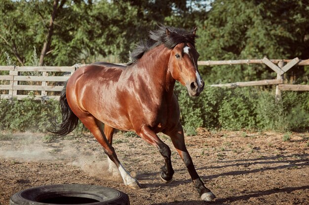 Cavalo correndo no piquete na areia no verão. Animais no rancho.